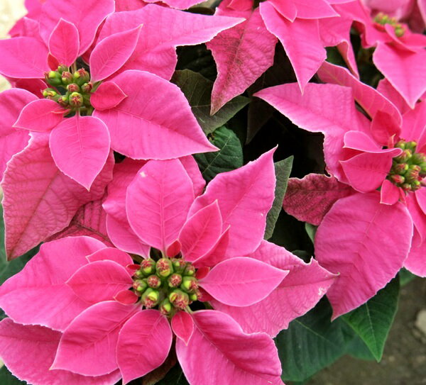 プリンセチア・ホットピンク　5号鉢のサムネイル