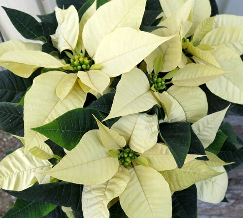 ポインセチア【レモンスノー】　5号鉢のサムネイル