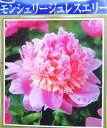 芍薬苗(シャクヤク苗)モンシェリージュレスエリー 4号苗(k...