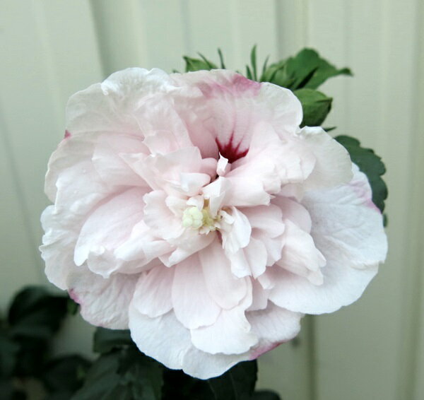 ムクゲ　ピンク八重　5号（e8）