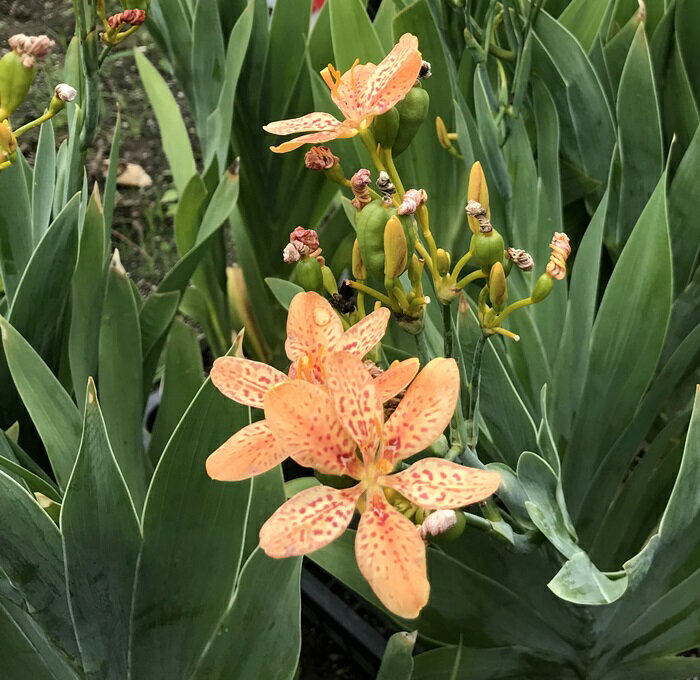 ダルマヒオウギ　6号苗(i04)のサムネイル