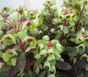 写真は見本品です。 24年3月5日入荷。木の状態は季節により変化いたします。243a 寒さに強い宿根草で、冬のカラーリーフとして最適です。 暖かくなると葉は緑色に戻り、花を咲かせます。ユーフォルビア　ハイブリッド (分類)トウダイグサ科ユーフォルビア属 (学名)Euphorbia hybrids (原産)園芸種 (別名)ユーフォルビア　クサバ (草丈)0.3-0.8m (開花期) 5月〜6月 (用途)花壇、寄せ植え等 ユーフォルビアはトウダイグサ(Euphorbia)科トウダイグサ(Euphorbia)属に属する一群の植物で、世界の熱帯から温帯に広く分布し、約2000種の草本または低木からなる巨大な属です。 日本には約20種があり直立して飾りの包葉の付いた複雑な花序を広げるトウダイグサの類とやや這うニシキソウの類があります。 園芸植物として栽培されているもの(草本)には 白い花を次々咲かせるダイヤモンド・フロスト(Euphorbia hypericifolia)として知られているレウコケファラ(E. leucocephala Lotsy) そしてポインセチアやハツユキソウ(Euphorbia marginata)などがあります。 多肉植物として栽培されるものには花キリン(Euphorbia milii)、ハシラサボテン類、サボテン類があり、この中には数メートルの樹木化するものもあります。 見た目にまったく異なる植物が同じ属に含まれているのはよくありますがこれほどばらばらなのは少ないと思います。 これはそもそも学名が花の形のみによって分類されているからに他ありません。 古くから海外から持ち込まれたものにxx草、xx菊、xx桜などと日本名がつけられていたものがよくあります。 長い間その名で親しまれてきたのですが近縁種が次々持ち込まれることでややこしくなってしまい、近年は学名で呼ばれるようになってきました。 ユーフォルビアは学名で呼ばれることによってさらにわかりにくくなってしまったものだと思います。 Euphorbia hybridsはポリクロマ種やキャラシアス種Euphorbia characiasのなどを親としたユーフォルビア属の園芸種です。 ですからこれも性質や形態が幅広く、さまざまなものがあります。 ■栽培方法 　●日当たり、水はけのよい場所を好みます。 　強い日ざしや乾燥には強いですが、高温の多肥・多湿に弱いです。 　●水遣りは、表土が乾いたら与えてください。 　●冬の時期に葉を傷めると花が咲かなくなるので、防寒しましょう。 　●施肥は植え付け後2〜3週間してから与えるようにします。 　肥料切れさせないような管理をしてください。 　週1回程度液肥を与えると元気に生育します。 ■病害虫 　○さび病、うどんこ病が発生することがあります。 　蒸れや根腐れに注意し、水はけと風通しをよくします。 ○カイガラムシが付くことがあるので、見つけ次第除去しましょう。