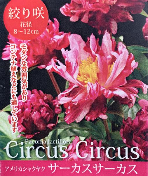 アメリカ芍薬苗 アメリカシャクヤク苗 絞り咲き サーカスサーカス 4号苗 K4 シャクヤク みらい 読んでいますか