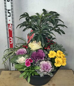 【発送日で選ぶ】冬の季節の花苗の寄せ植え「マンリョウ（万両）と葉牡丹」お正月以降も長く楽しめる