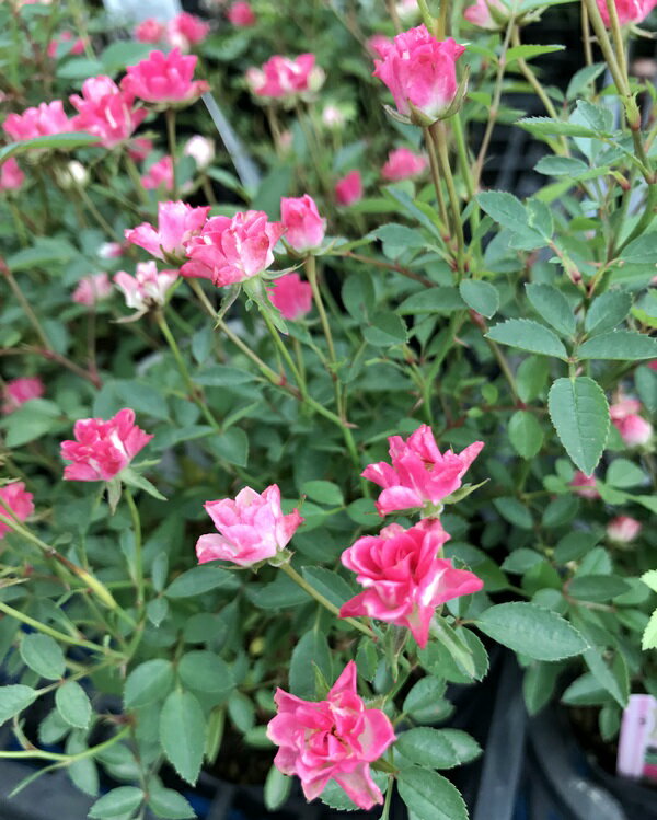 四季咲き性ミニバラ（姫バラ）ほほえみ　3.5号苗のサムネイル