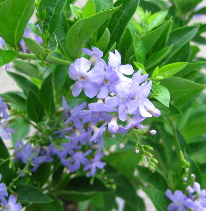 デュランタ　スカイラブ（バイオレット）スタンダード5号鉢（h31）のサムネイル