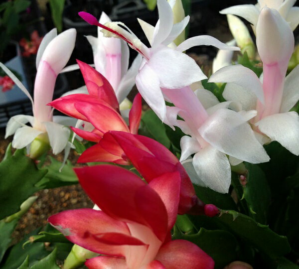 シャコバサボテン苗　ホワイトベル＆ダークマリー　MIX (紅白)　5号鉢植え (h28)のサムネイル