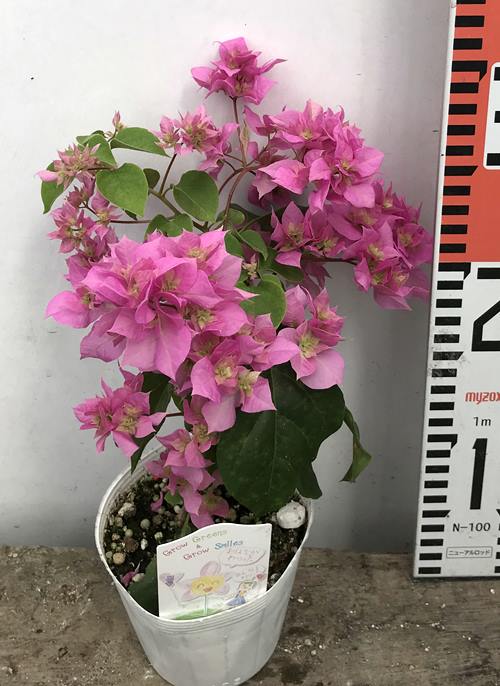 楽天市場 ブーゲンビリア 八重咲き苗 ピンク 3 5号苗 千草園芸 みんなのレビュー 口コミ 楽天市場 ブーゲンビリア 八重咲き苗 ピンク 3 5号苗 千草園芸 みんなのレビュー 口コミ