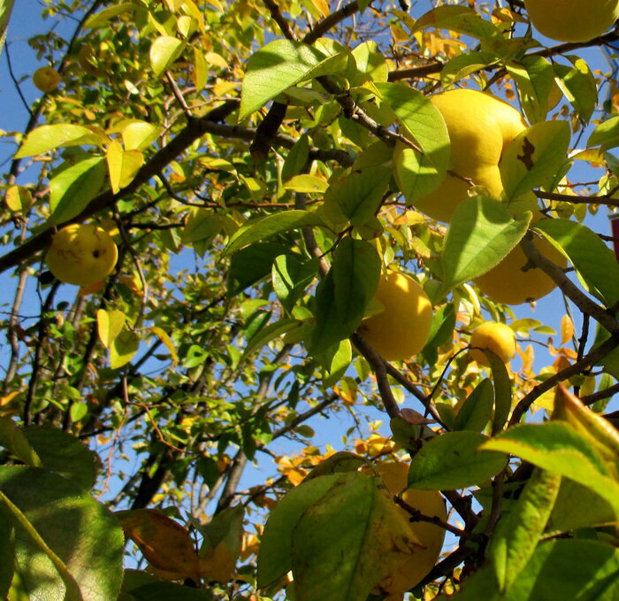 カリン（花梨）　苗木　4.5号(k04)のサムネイル