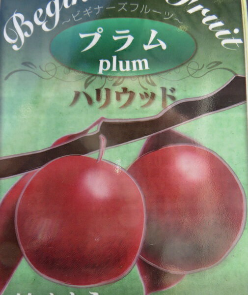 プラム　苗木　ハリウッド　5号ロングポット苗（d01)