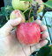【現品発送】姫リンゴ(ヒメリンゴ)　長寿紅（チョウジュベニ）苗木　8号鉢植え　G188