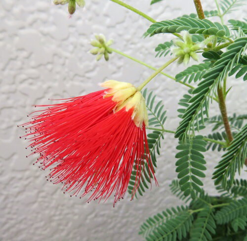 ネムノキ 赤花　3.5号苗 (i01)