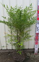 南天(ナンテン) Mサイズ 苗木 南天(ナンテン) Mサイズ 苗木