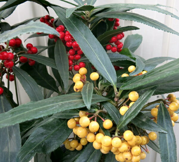 カラタチバナ(百両) 紅白 混色 5号苗