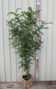 シマトネリコ 株立ち 苗木 樹高90cm【庭木 シンボルツリー】