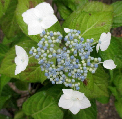 山アジサイ苗　白甘茶(シロアマチャ)3号苗