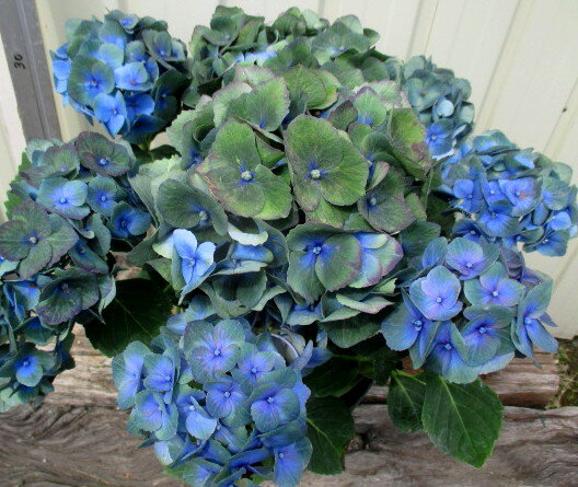 【秋色】アジサイ　大空（オオゾラ）5号鉢