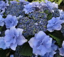 ガクアジサイ 額紫陽花 の花言葉と誕生花 花の持つ言葉 ガクアジサイ 額紫陽花 の花言葉と誕生花 花の持つ言葉