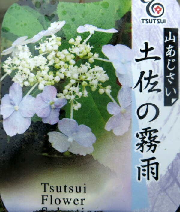 ヤマアジサイ苗　土佐の霧雨（トサノキリサメ）