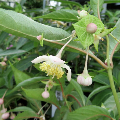 【屋外管理苗】梅花甘茶（バイカアマチャ）3.5号苗 (g01)