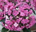 【開花株】アジサイ(紫陽花・あじさい) 華あられ 5号鉢植え【25年入荷株】