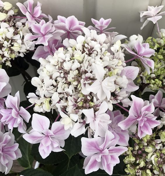 【開花株】新品種アジサイ（紫陽花・あじさい）銀河（ギンガ）　ピンク　5号【20年入荷株】のサムネイル