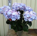 【花終わり】アジサイ(紫陽花・あじさい) ケイコ ブルー 5号鉢【25年入荷株】