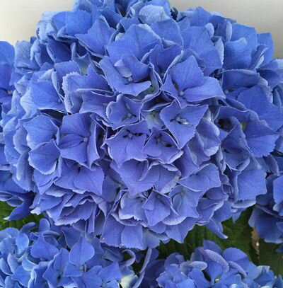 【花咲き進み・咲き過ぎ】アジサイ 紫陽花・あじさい ブルーアース 5号鉢植え【24年入荷株】
