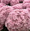 【花無し】アジサイ(紫陽花・あじさい)テマリテマリ ピンク 5号【18年入荷株】