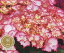 【19年入荷株】アジサイ(あじさい・紫陽花) フレンチカンカン 5号鉢植え(a)
