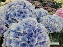【開花株】新品種アジサイ(紫陽花・あじさい)ポージーブーケ エリィ ブルー(パープル) 5号鉢苗【25年入荷株】