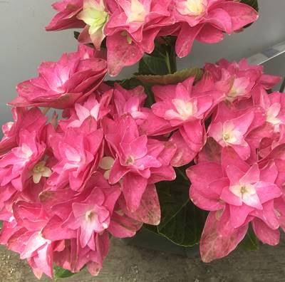 【花咲き過ぎ、秋色】アジサイ（紫陽花・あじさい） アルクマール　レッド　4号鉢【21年入荷株】のサムネイル