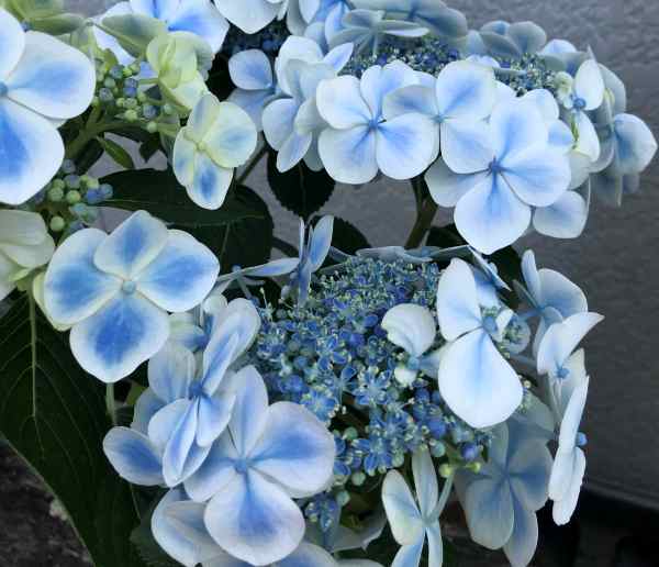 【屋外管理苗・花終わり】アジサイ（紫陽花・あじさい）　水凪鳥（ミズナギドリ）6号苗 (z00-1)のサムネイル