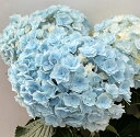 【開花株・一輪だけ花傷み】アジサイ(紫陽花・あじさい)サファイアクイーン 5号鉢苗【25年入荷株】