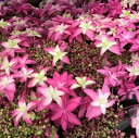 【花終わり】アジサイ(紫陽花、あじさい)桜花乱舞(オウカランブ)5号鉢植え【25年入荷株】
