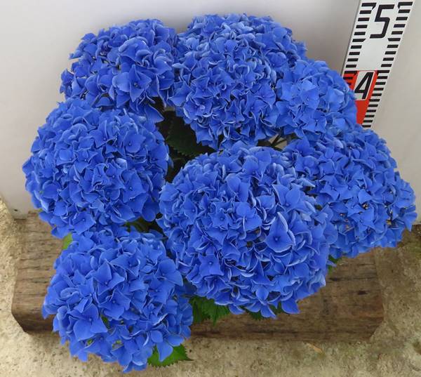 楽天市場 花咲き過ぎ アジサイ 紫陽花 あじさい ブルーアース 5号 21年入荷株 千草園芸 みんなのレビュー 口コミ 楽天市場 花咲き過ぎ アジサイ 紫陽花 あじさい ブルーアース 5号 21年入荷株 千草園芸 みんなのレビュー 口コミ
