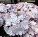 【花終わり・現品発送】【屋外管理苗】アジサイ(紫陽花、あじさい) ケイコ 6号苗「M3023」