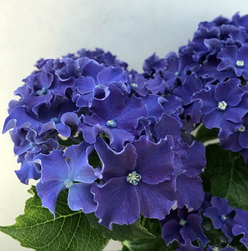 【花終わり】アジサイ（紫陽花・あじさい）　HBA　カーリー　スパークル　ブルー（パープル）　4号鉢植え【22年入荷株】のサムネイル