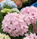 【開花株】アジサイ（紫陽花）　霧島の恵 ピンク　5号鉢植え【24年入荷株】