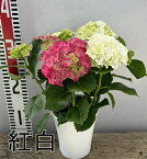 【訳あり】【開花株】アジサイ（紫陽花・あじさい）新品種　寿（コトブキ）　4号苗【24年入荷株】