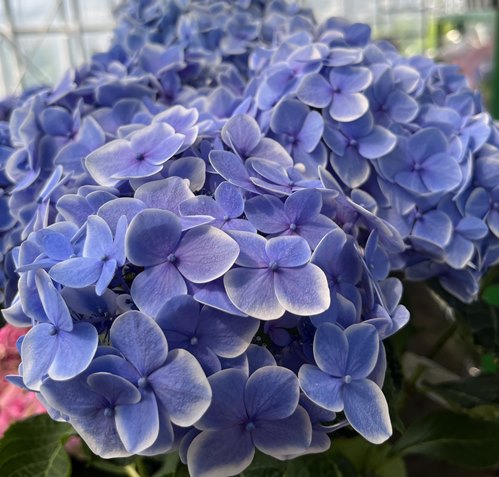 写真付きレビュー 開花株 アジサイ 紫陽花 あじさい ありがとう 5号鉢植え 22年入荷株 の通販商品 口コミ情報 Roomclipショッピング 写真付きレビュー 開花株 アジサイ 紫陽花 あじさい ありがとう 5号鉢植え 22年入荷株 の通販商品 口コミ情報 Roomclipショッピング