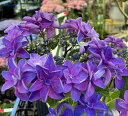【花終わり】アジサイ(紫陽花・あじさい) 恋恋(コイコイ)ブルー(パープル)6号苗【25年入荷株】