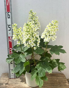 【開花株】カシワバアジサイ八重咲きスノーフレーク苗　5号鉢植え苗「花4本立ち」【23年入荷株】