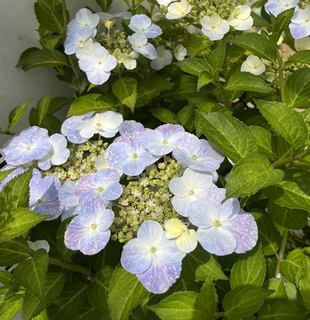 【現品発送315】【自然開花株・花終わり】ガクアジサイ　フレンチボレロ　8号鉢植え苗(f08)のサムネイル