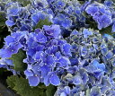 【花終わり】手毬咲きアジサイ スターリットスカイ「ジュエル」 5号鉢植え【25年入荷株】