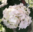 【開花見込み株】アジサイ(紫陽花・あじさい) ジューンブライ...