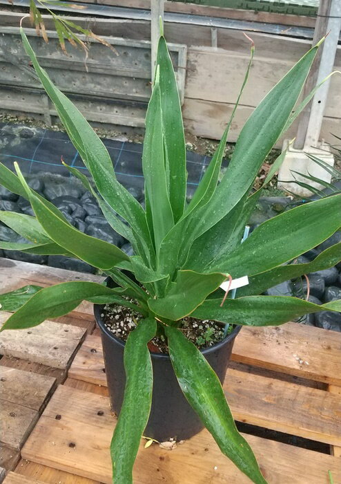 ドリアンテス　エクセルサ　8号【産直】