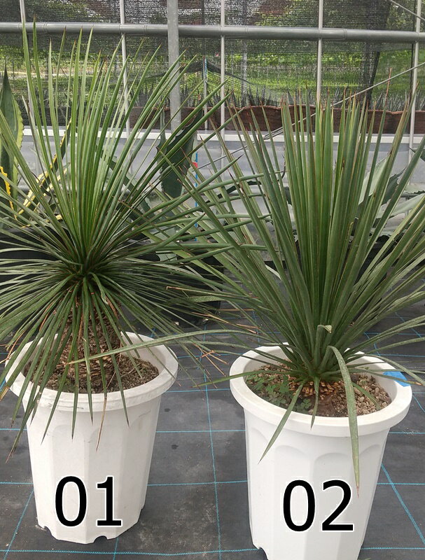 楽天市場】ユッカ(サイズ(植木鉢)10 ~ 12号)の通販 楽天市場】ユッカ(サイズ(植木鉢)10 ~ 12号)の通販