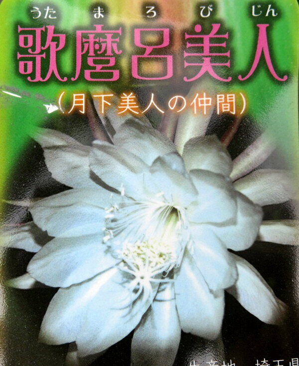 写真は見本品です。 24年4月30日入荷。 木の状態は季節により変化いたします。 244d月下美人 【分類】　サボテン科の森林性着生サボテン類 【学名】　Epiphyllum oxypetalum 【原産地】　メキシコを中心とした中南米 【...