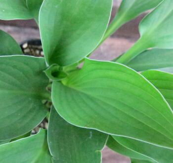 ギボウシ　ロイヤルスタンダード　4号苗(中型緑葉長葉)のサムネイル